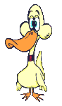 Gifs canard
