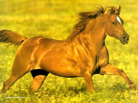 Poèmes de Cheval