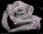 **Tendresse-amiti**