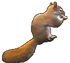 Gifs écureuils