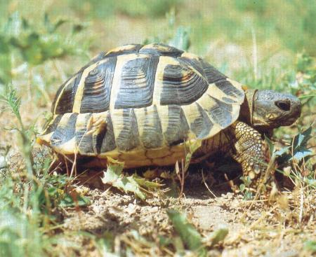 Tortue