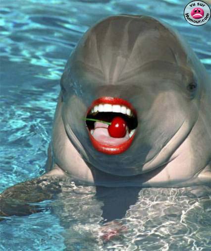 Dauphins